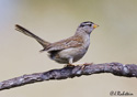 Zonotrichia leucophrys